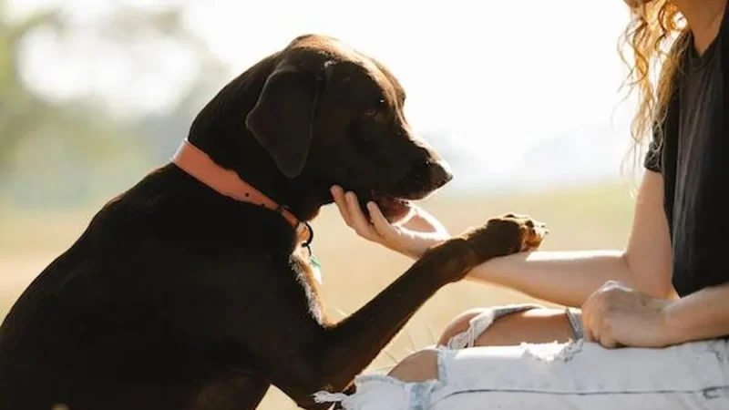 Alegria Canina: Diversão Garantida para seu Peludo!