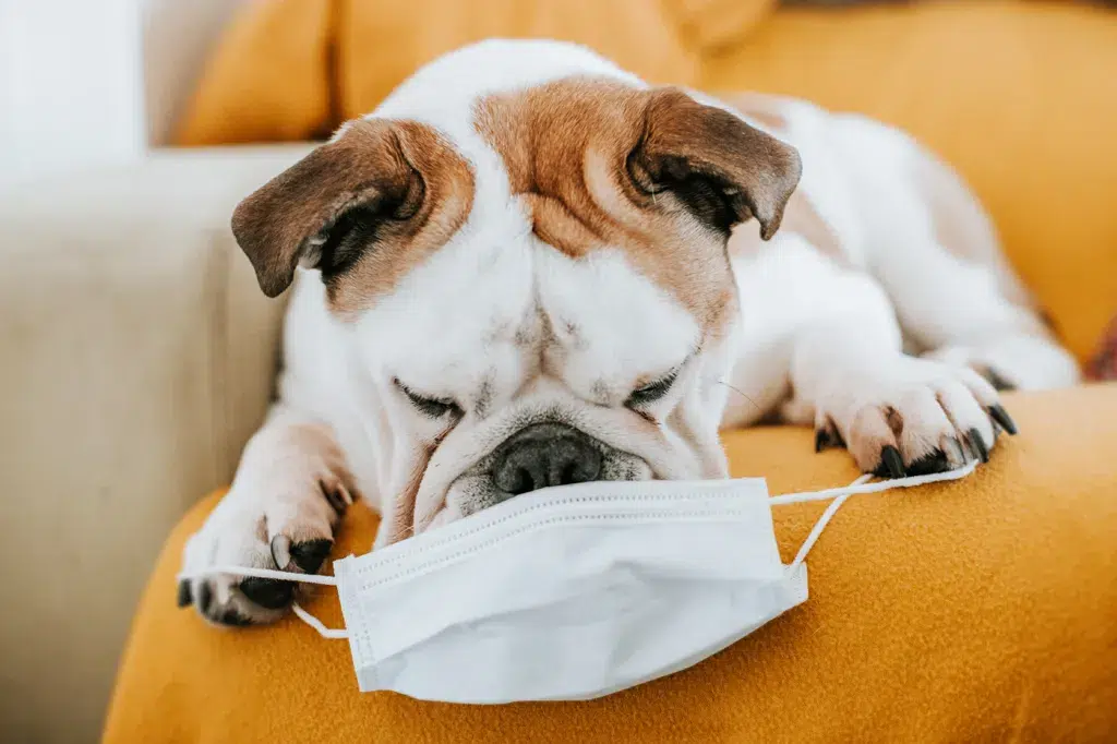 Alegria Terapêutica: Cães, os Melhores Amigos do Coração!