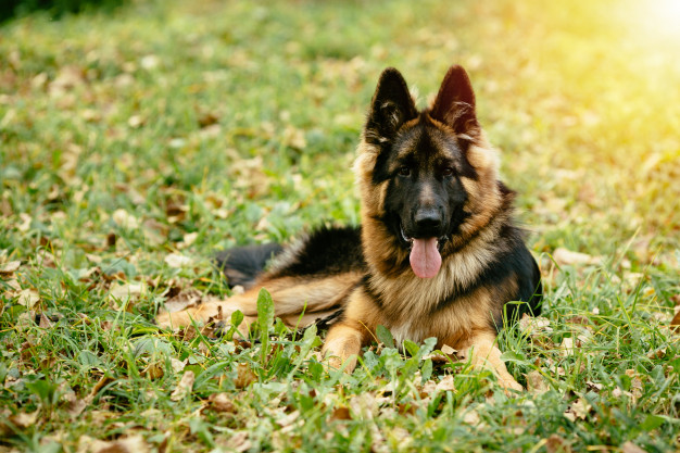 AromaCanino: O Poder Perfumado que Cães Adoram!