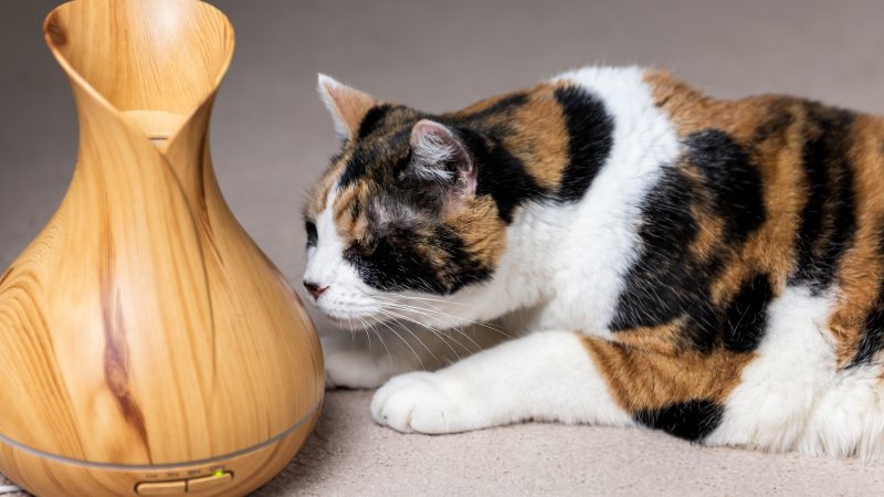 Ronronando de alegria: Aromaterapia para gatos!