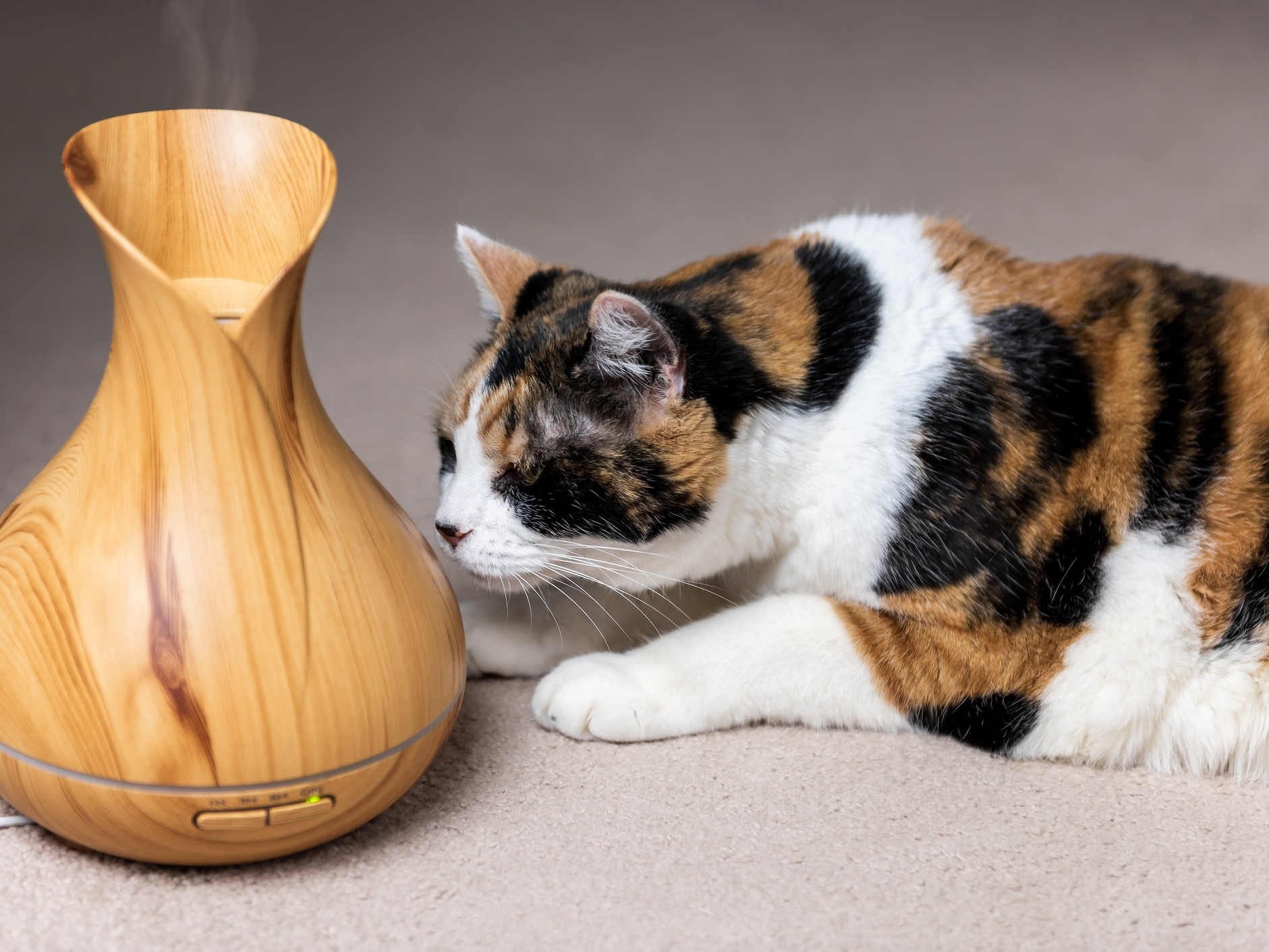 Ronronando de alegria: Aromaterapia para gatos!