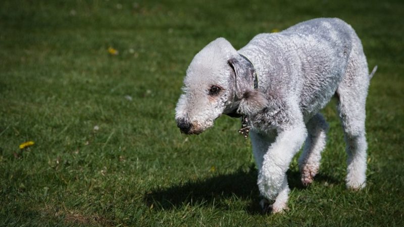 Aventuras Encantadoras: A Alma Livre do Bedlington Terrier!