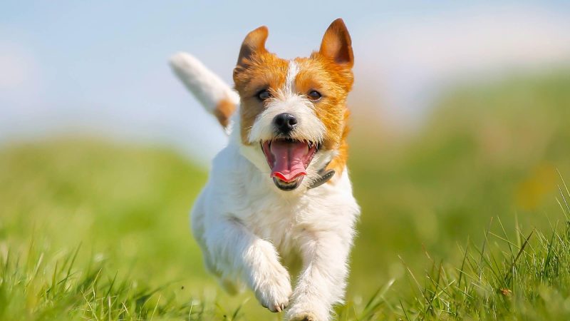 Aventuras Infinitas: O Curioso Parson Russell Terrier!