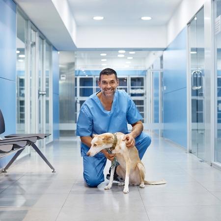Cães terapeutas em hospitais: Os impactos positivos na recuperação de pacientes.