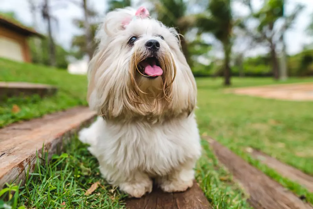 Cãopanheiros Alegres: Os Incríveis Benefícios da Terapia Animal!