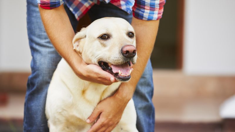 Dicas Aceleradas: Domando Cães Cheios de Energia!