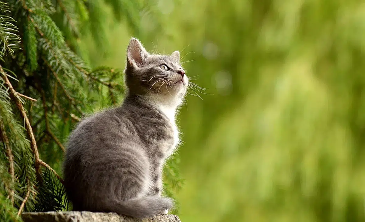 Gatinhos encantados pela aurora austral