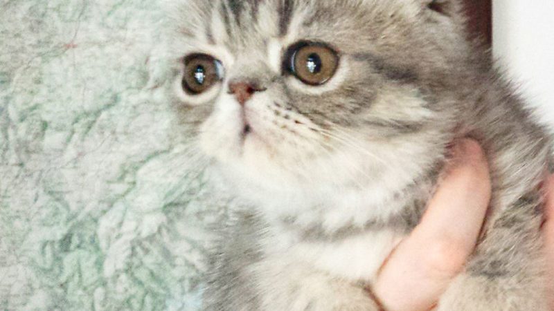 Amar a Vida com o Gato Foldex: Uma Paixão Felina