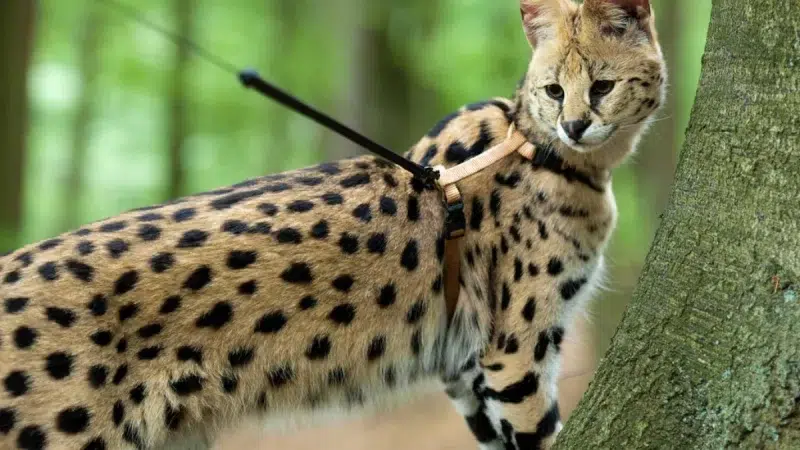 Miau-velous! Descubra a Energia Contagiante do Gato Savannah