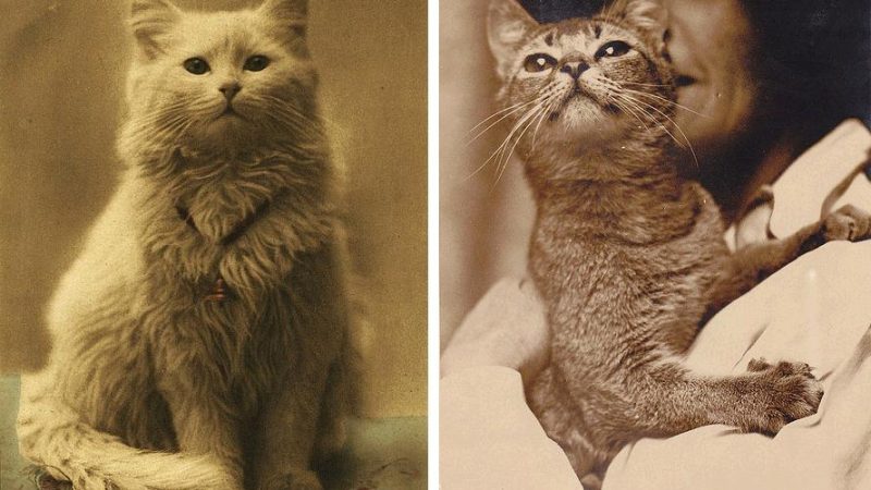 Gatos: A Purrfeita Inspiração na Fotografia Antiga!