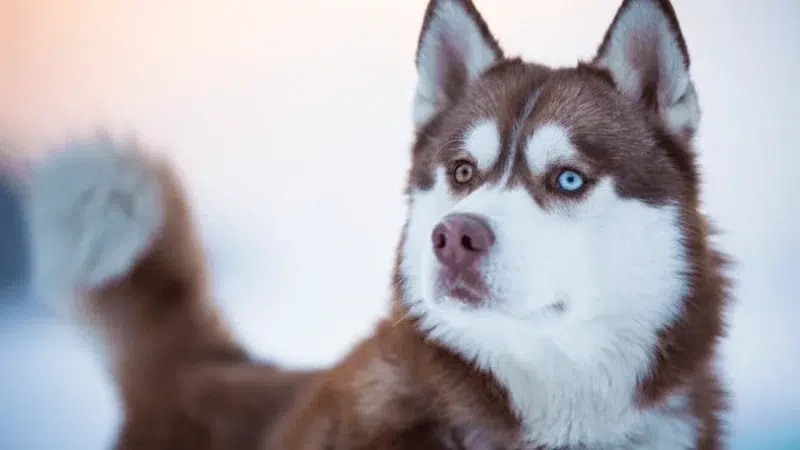 Encantadores olhos do Husky Siberiano: Contos que brilham!