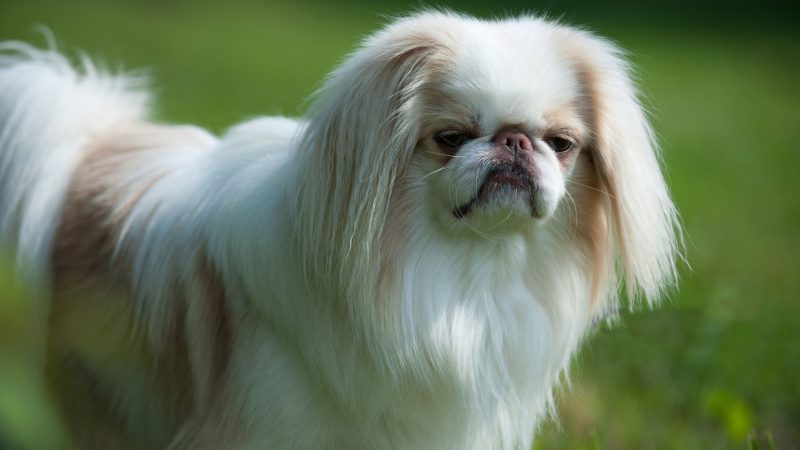 A doçura do Japanese Chin: um tesouro delicado!