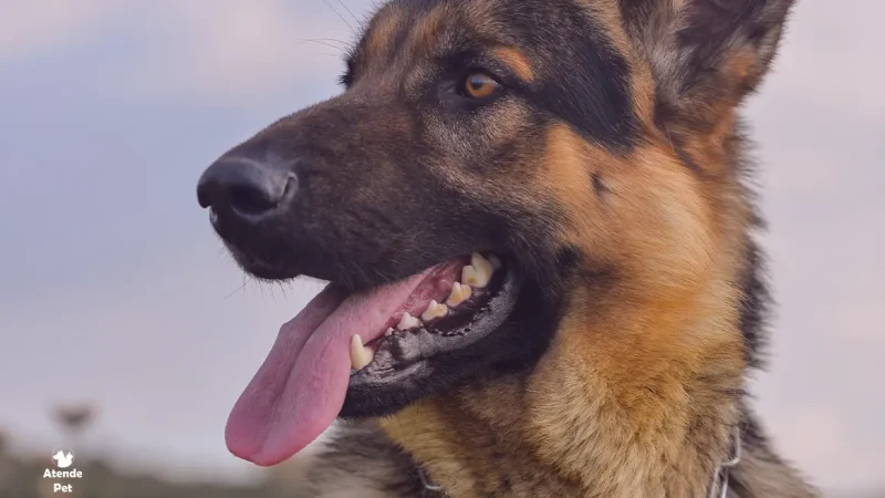 Latido Feliz: Compreendendo a Linguagem Canina!