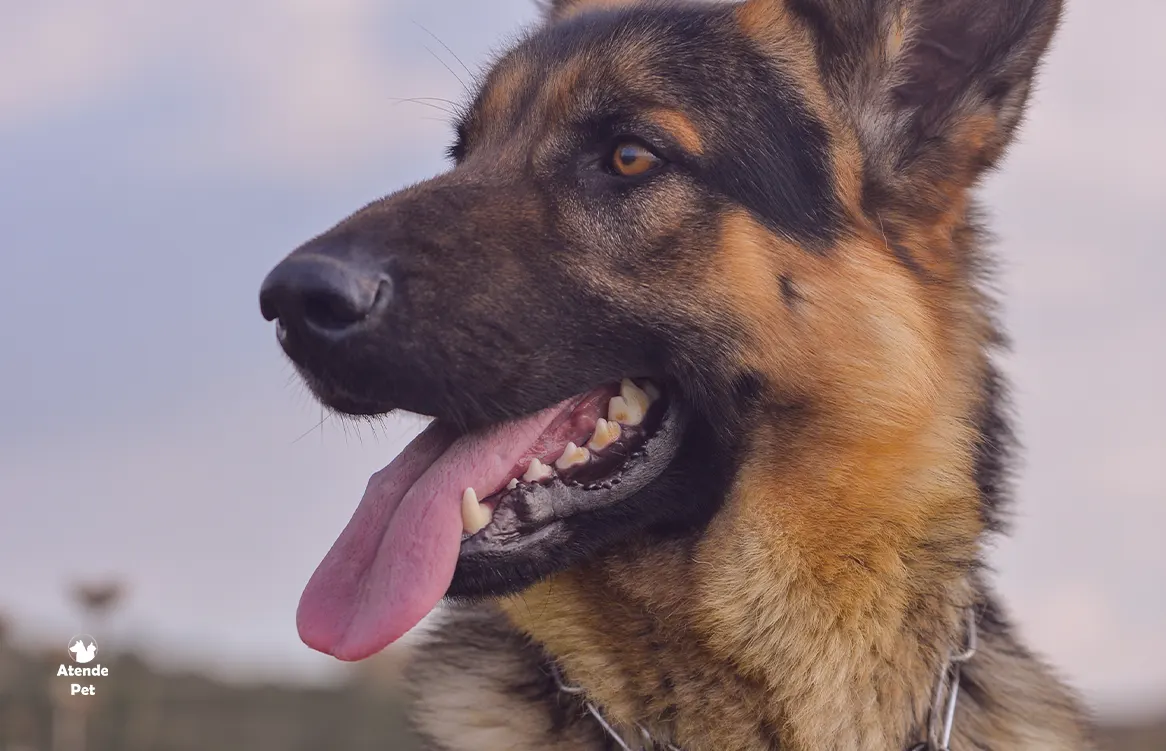 Latido Feliz: Compreendendo a Linguagem Canina!