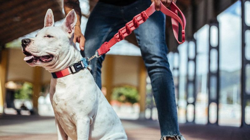 Moda Pet: Escolha a Coleira Perfeita pro seu Bichinho!