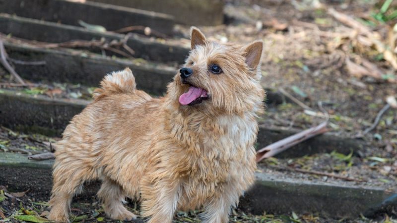 Norwich Terrier: A Rustic Charm in Nostalgic Nuances!
