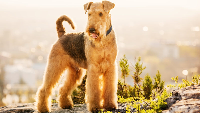 O Airedale Terrier: Um cão multifunções cheio de energia!