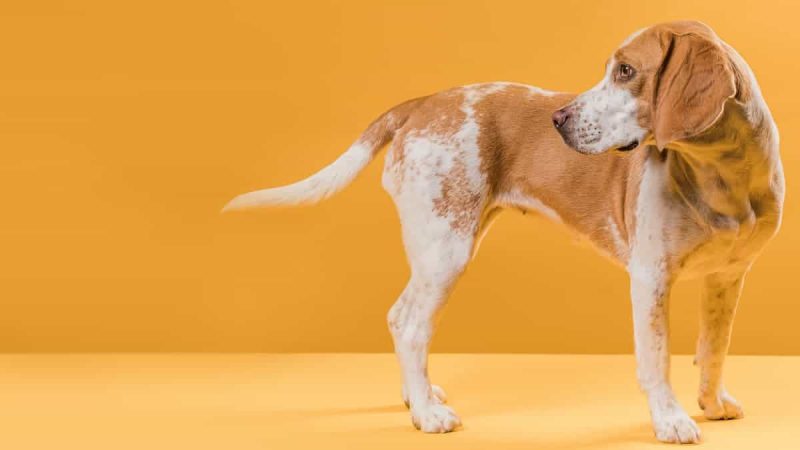 Decifrando a Ladração: O Fascinante Dialeto da Cauda Canina!