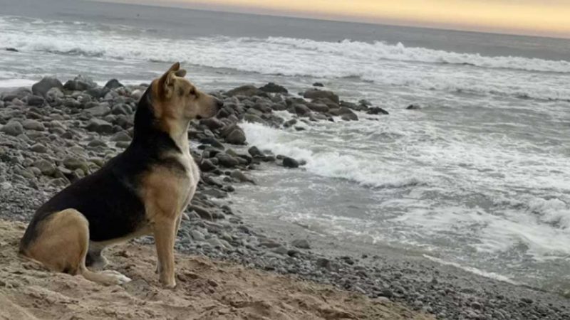 O Maravilhoso Vício: Portuguese Water Dog e seu Amor pelo Mar!