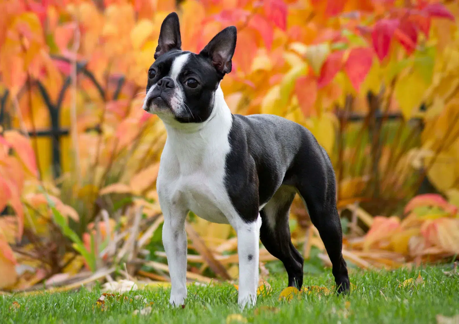 O charme canino do Boston Terrier: O gentleman de raízes americanas!