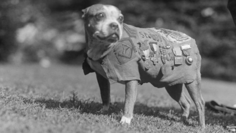 O papel dos cachorros na primeira guerra mundial.