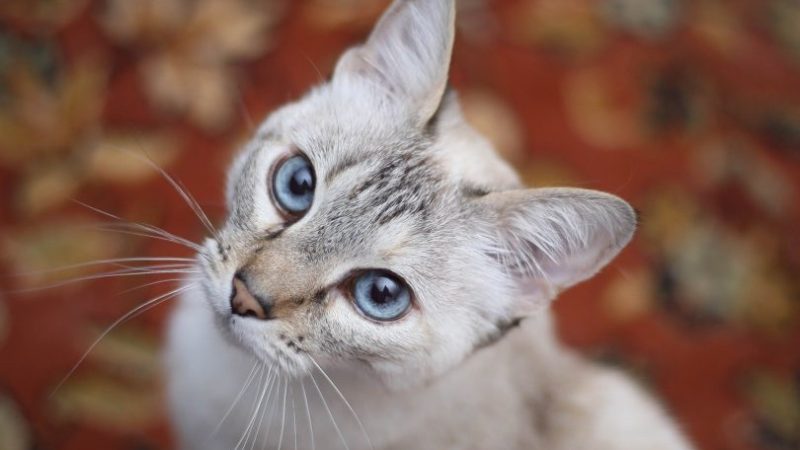 Ojos Azules: O Encanto Felino que Renova os Nossos Espíritos!
