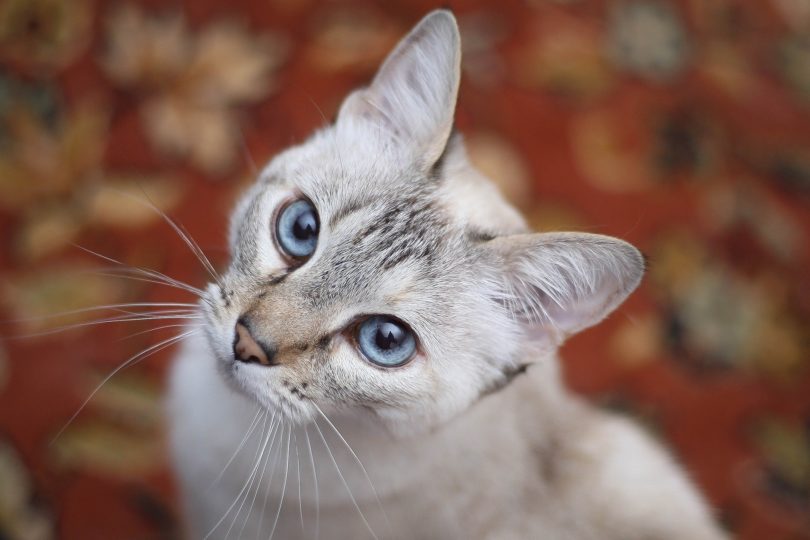 Ojos Azules: O Encanto Felino que Renova os Nossos Espíritos!