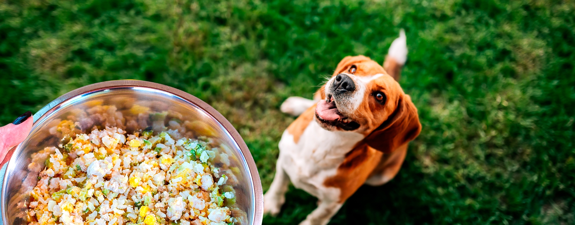 Petfood Feliz: Dicas para uma Vida Longa!