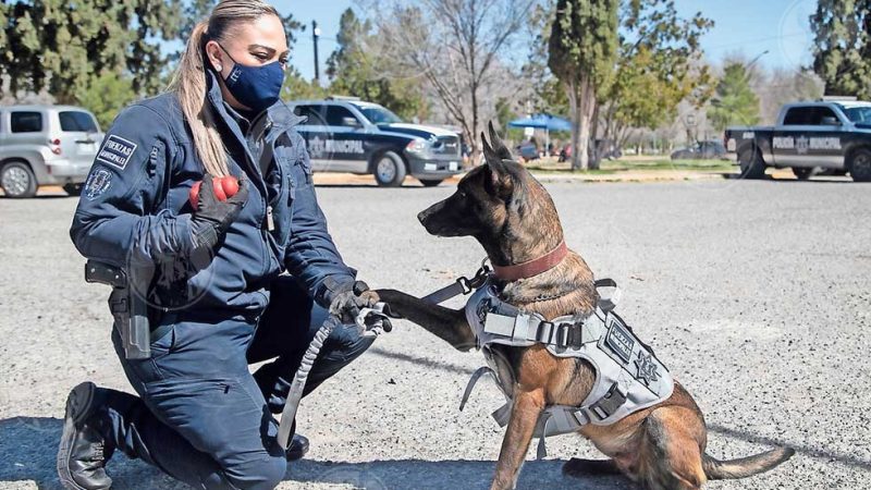 Salvaguarda canina: socorros iniciais essenciais!