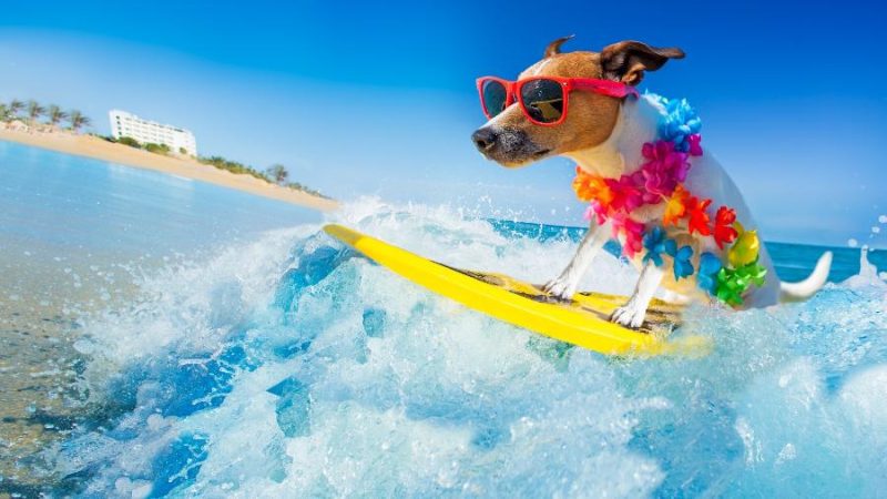 Surf com cachorros: Treinando seu pet para as ondas.