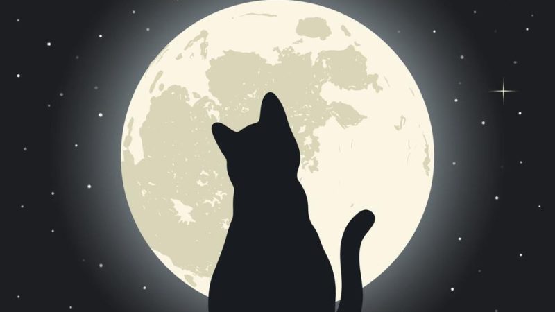 A lua e os gatos: um romance felino cheio de encantos!