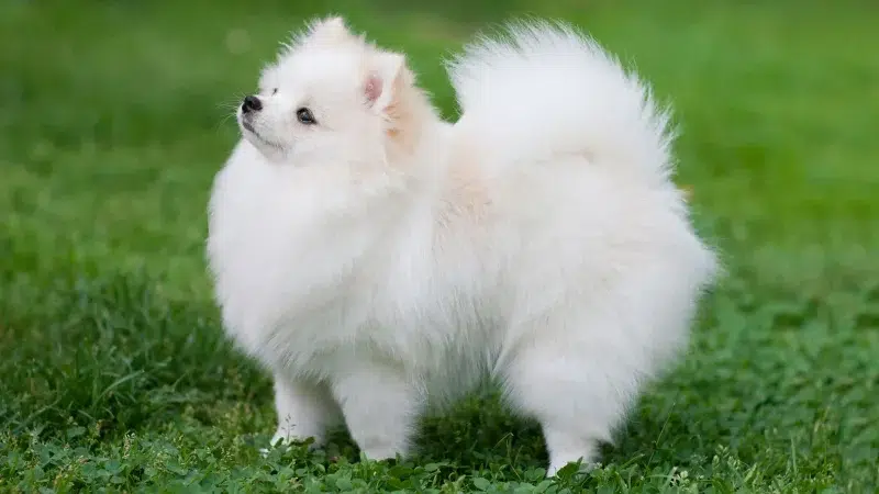 Pomeranian: Um Peludo Curioso e Encantador!