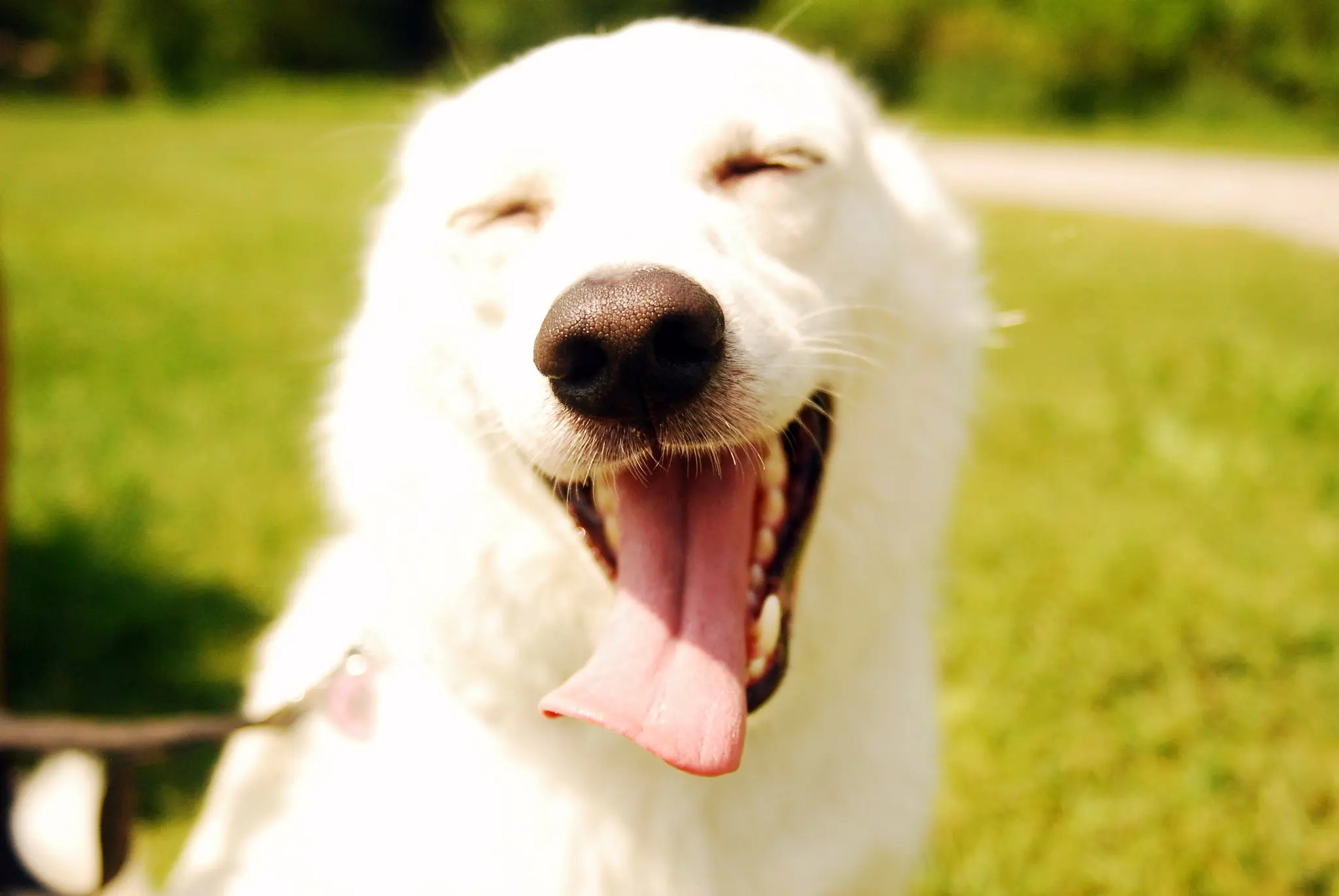 Desvendando mitos: cães felizes não caem em treinamentos!