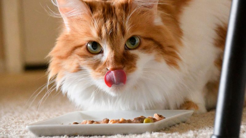 Dicas felinas: Sabores nutritivos para o gatito!