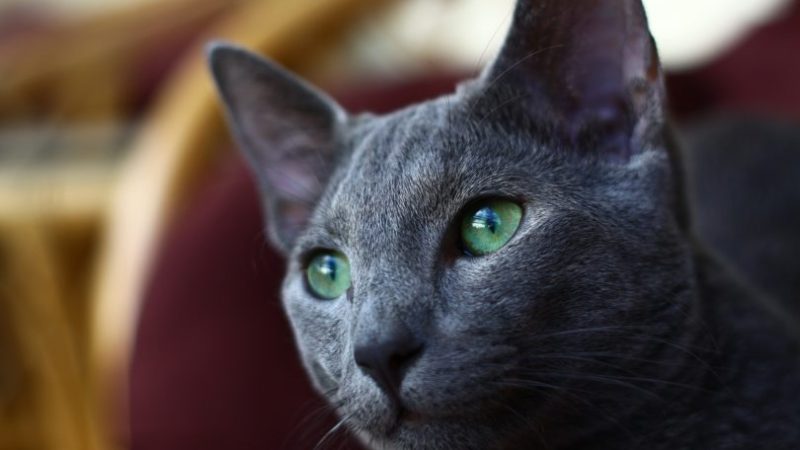 Brilho prateado: O encanto felino do Russian Blue!