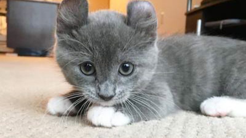 Descubra o encanto do Kinkalow: o gato com orelhas encantadoramente peculiares!