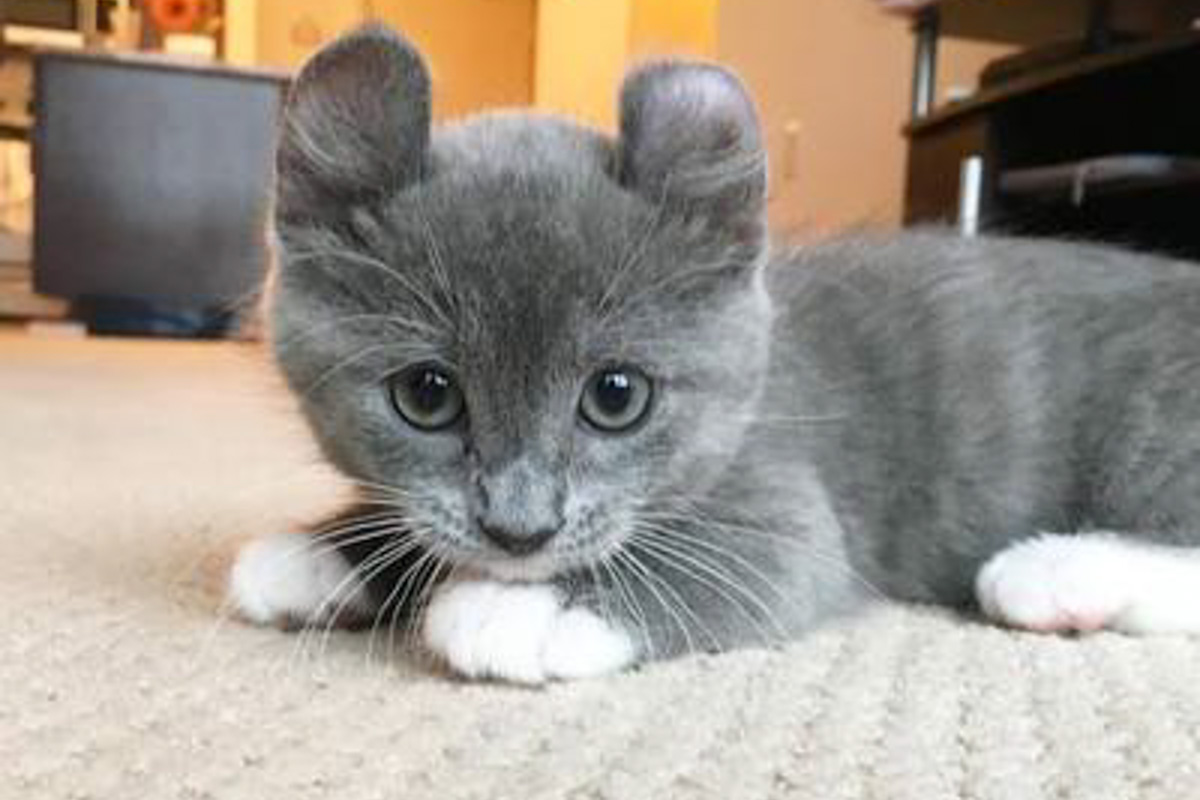 Descubra o encanto do Kinkalow: o gato com orelhas encantadoramente peculiares!