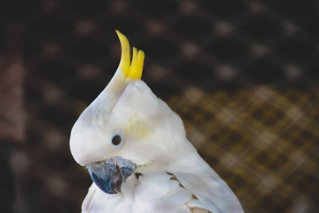 Cacatua