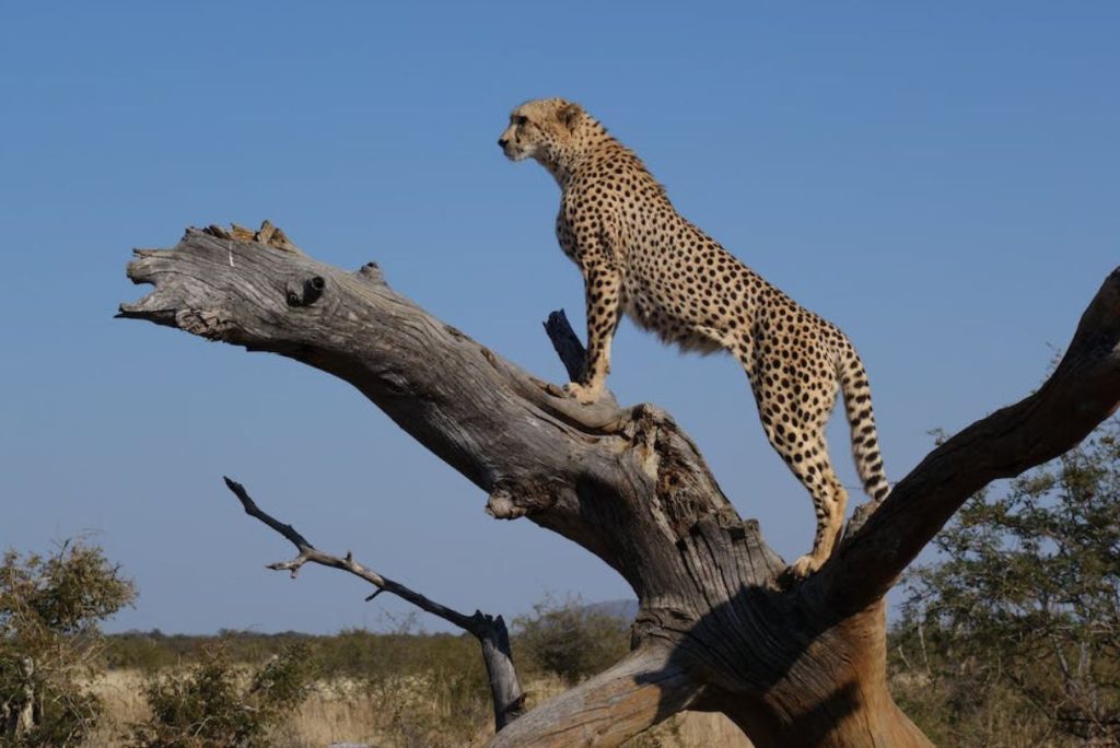 Animais mais perigosos do mundo