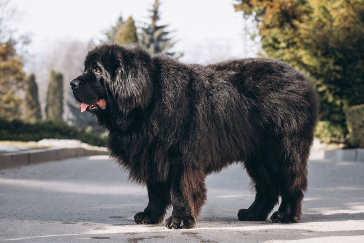 Mastim Tibetano: O Cachorro Mais Caro do Mundo