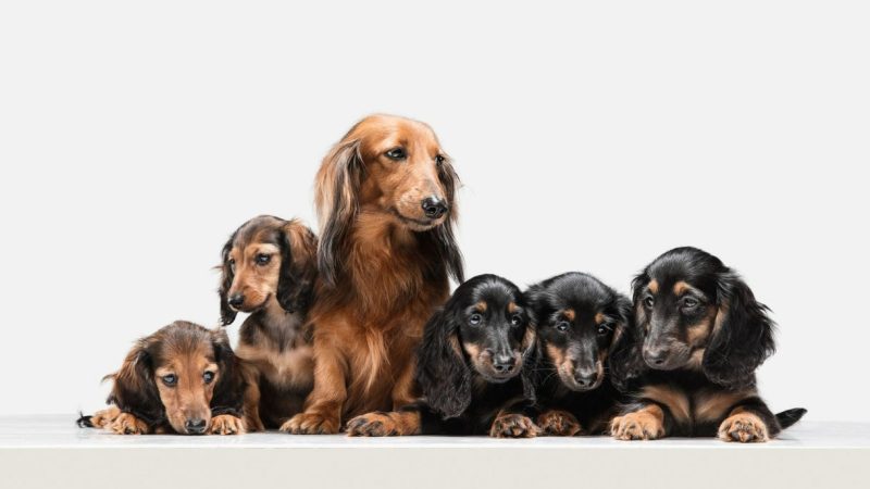 Raças de Cachorro: Guia Completo para Escolher o Pet Ideal para seu Lar