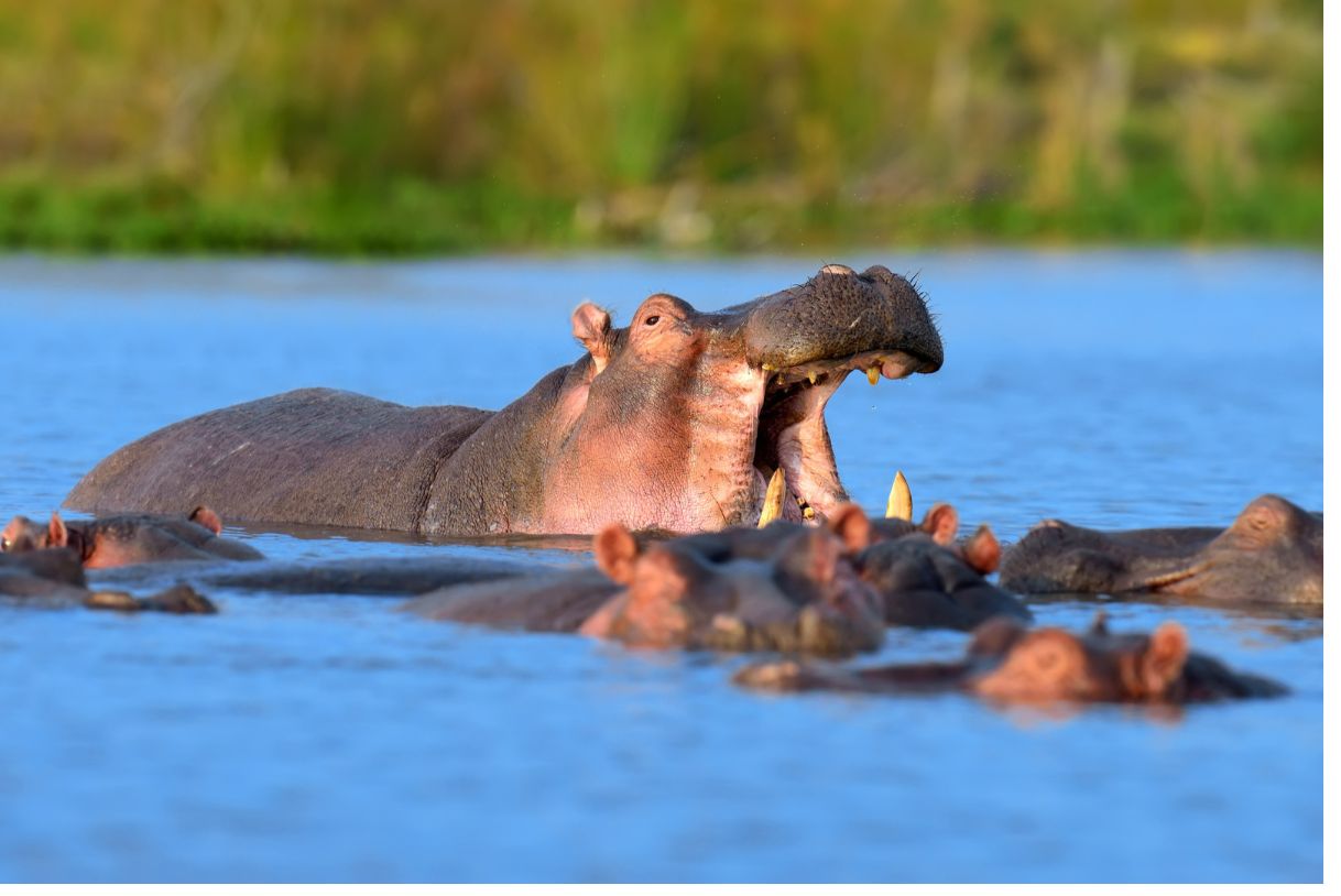 Maravilhas Do Pantanal: Descobrindo Os Animais Do Pantanal Mais Fantásticos