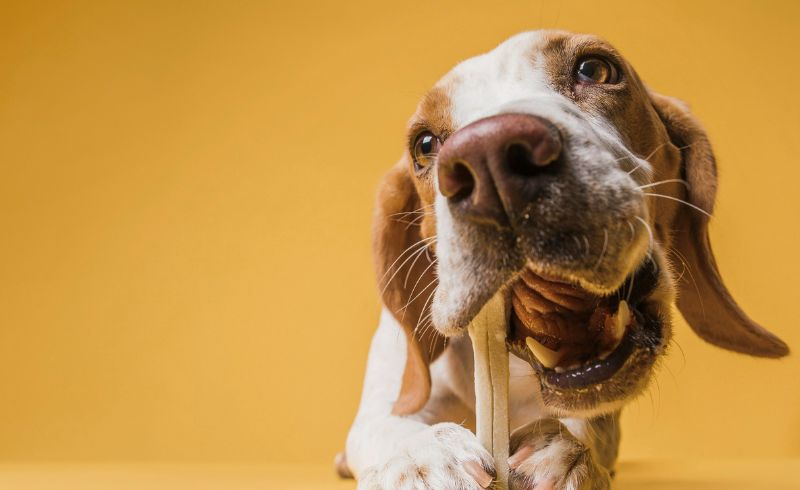 Os Primeiros Passos: Guia De Como Cuidar de Cachorro Filhote