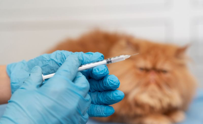 Patas Saudáveis: O Papel Vital Das Vacinas Para Gatos