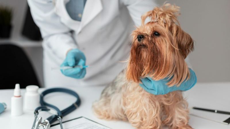 Não Coloque em Risco a Vida do seu Pet: Vacinas de Cachorro Contra Doenças Graves!