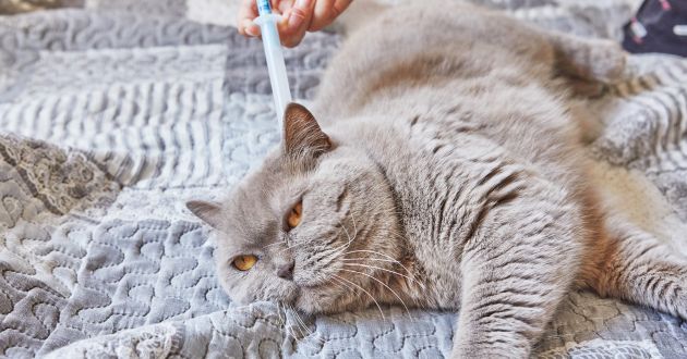 Doenças de Pele em Gatos: Quais São Elas e Como Prevenir?