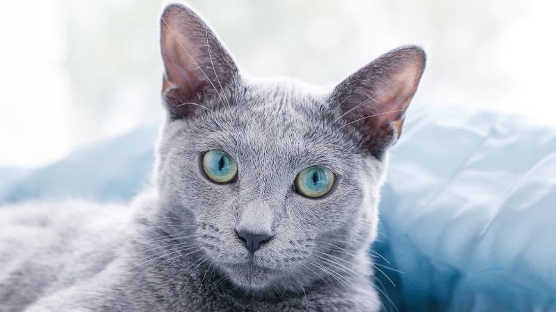 O gato Azul Russo
