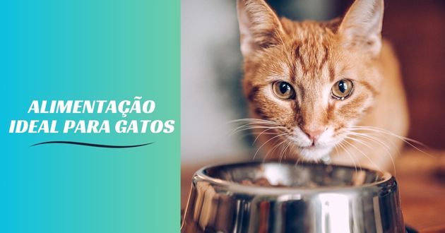 Alimentação Ideal para Gatos: Aprenda Como Funciona!