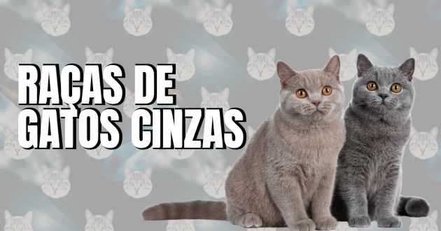 Raças de Gatos Cinzas: Curiosidades e Muito Mais!