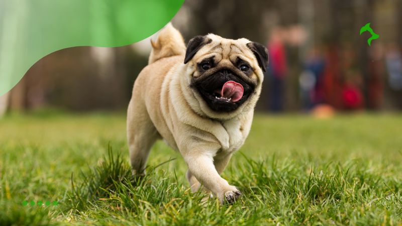 Pug - Melhores raças de cães para apartamentos